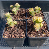 Crassula perforata variegata