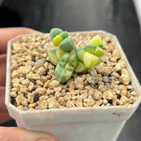 Corpuscularia lehmannii variegata