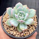 Echeveria blue bird monstrose