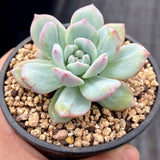 Echeveria blue bird monstrose
