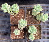 Sedum treleasei 'angel's tear'