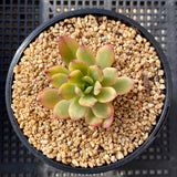 Echeveria minibell variegata