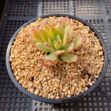 Echeveria minibell variegata