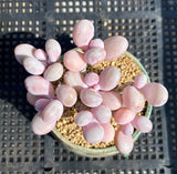 Graptopetalum 'lavender pebbles'