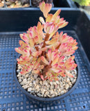 Echeveria macdougallii