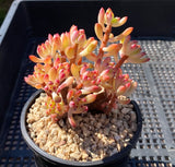 Echeveria macdougallii