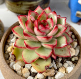 Echeveria Christmas