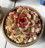 Echeveria Christmas