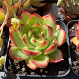 Echeveria Christmas