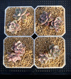 Graptoveria marpin rose queen