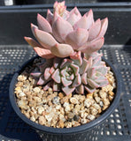 Graptoveria marpin rose queen