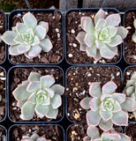 Graptoveria marpin rose queen