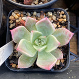 Graptoveria marpin rose queen