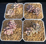 Graptoveria marpin rose queen