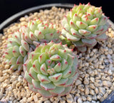 Echeveria panda face