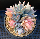 Pachyveria powder puff variegata