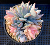 Pachyveria powder puff variegata