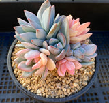 Pachyveria powder puff variegata