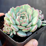 姬莲小圆球 Echeveria minima 'super circle' MELBOURNE SYDNEY ADELAIDE QUEENSLAND CANBERRA VICTORIA NSW QUEENSLAND SOUTH AUSTRALIA ACT SUCCULENT 多肉 墨尔本 维多利亚 澳洲 澳大利亚 悉尼 新南威尔士 阿德莱德 南澳 昆士兰 布里斯本 黄金海岸 多肉植物 堪培拉