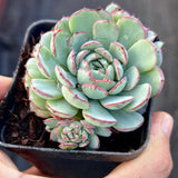 Echeveria minima 'Super Circle'