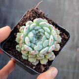 Echeveria meet up