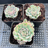 Echeveria minima 'Super Circle'