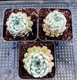 Echeveria meet up