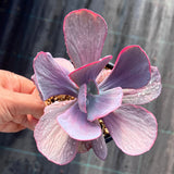 Echeveria dream fantasia