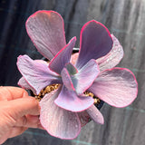 Echeveria dream fantasia