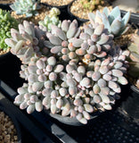 Pachyphytum Baby Finger
