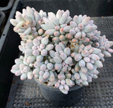 Pachyphytum Baby Finger