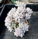 Pachyphytum Baby Finger
