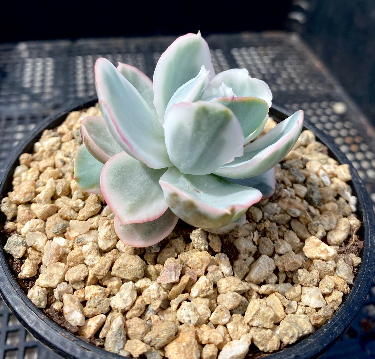 Echeveria berkeley light