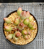 Adromischus clavifolius