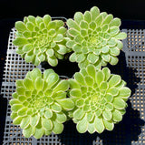 Aeonium emerald ice