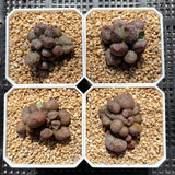 Adromischus coffee beans