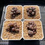 Adromischus coffee beans