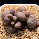 Adromischus coffee beans