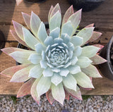 Dudleya brittonii