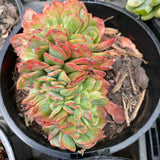 Echeveria briar rose crest