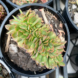 Echeveria briar rose crest