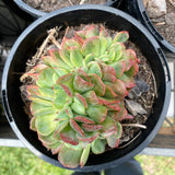Echeveria briar rose crest