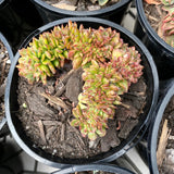 Echeveria briar rose crest