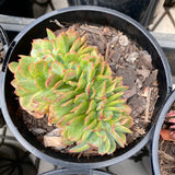 Echeveria briar rose crest