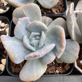 Echeveria hakuhou x lindsayana monstrose