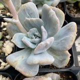 Echeveria hakuhou x lindsayana monstrose