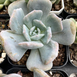 Echeveria hakuhou x lindsayana monstrose