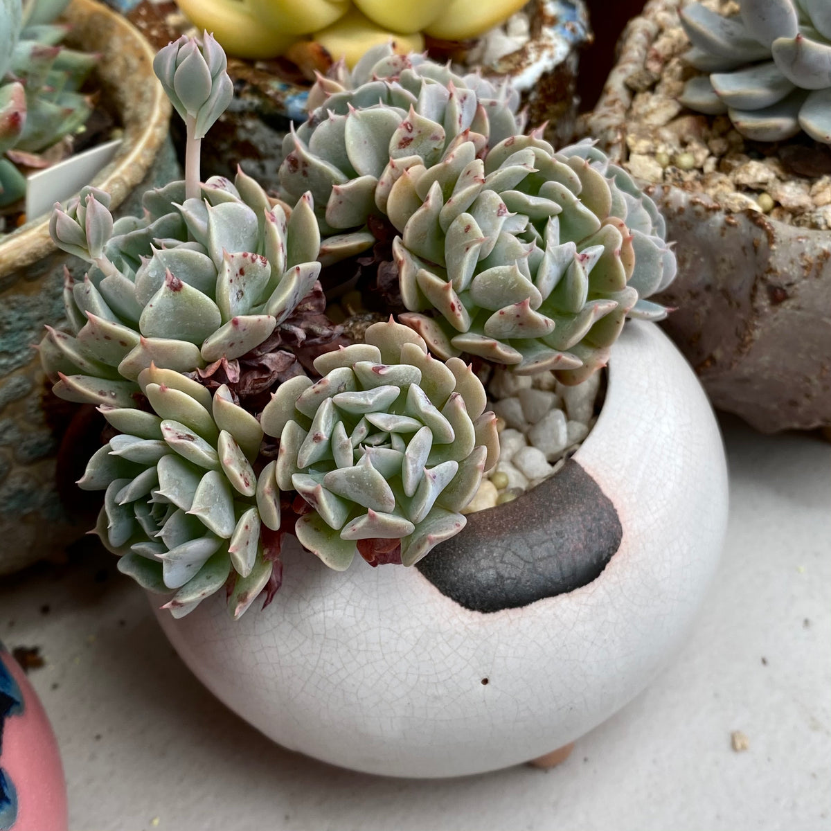 Echeveria pinwheel revolution – RNT SUCCULENTS