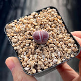 Lithops Sato's Violet
