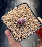 Lithops Sato's Violet